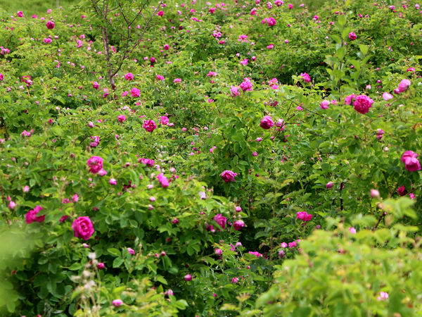 برداشت گل محمدی در روستای عنصرود