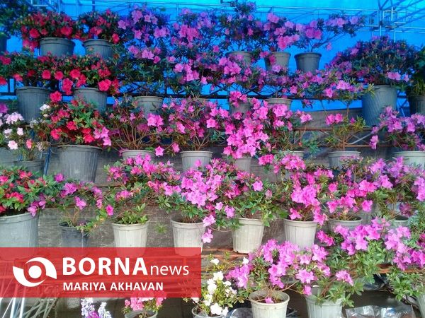 جشنواره گل و گیاه رشت 