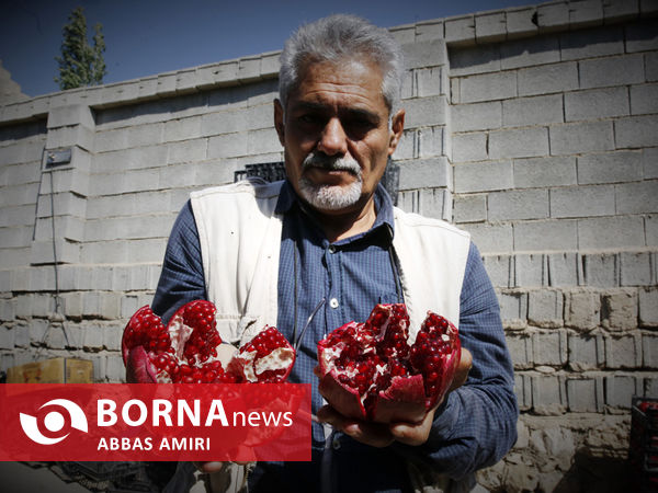 دقیقه 90 برداشت انار کوهمره سرخی