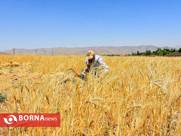 برداشت سنتی جو دیم