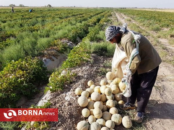 آغاز برداشت طالبی  از مزارع شهرستان ورامین