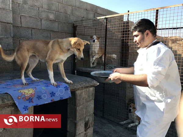 پناهگاه حیوانات در شیراز؛ جایی برای دوستی انسان و حیوان