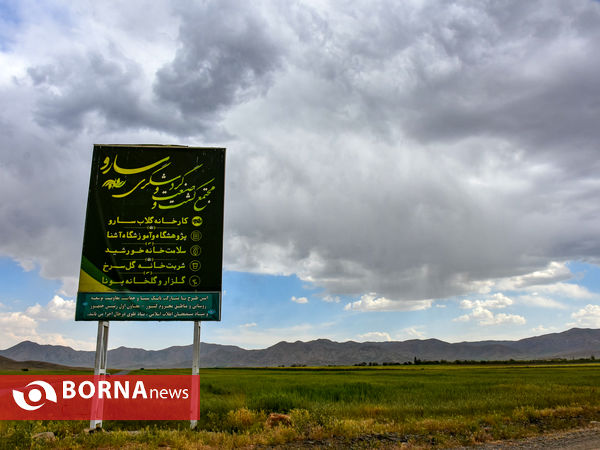 برداشت گل محمدی در شهر ساروق