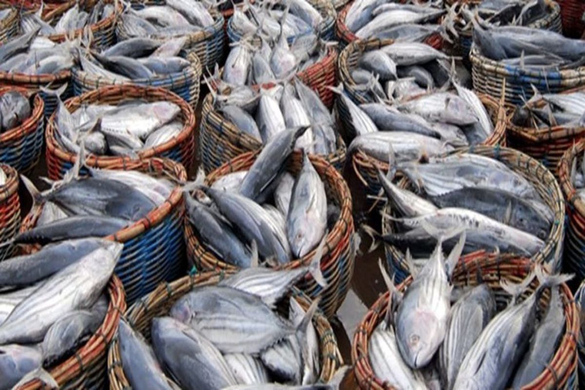 تولید ۱۱۵ هزارتن ماهی در مازندران با ارزش اقتصادی ۶ هزار میلیارد تومان
