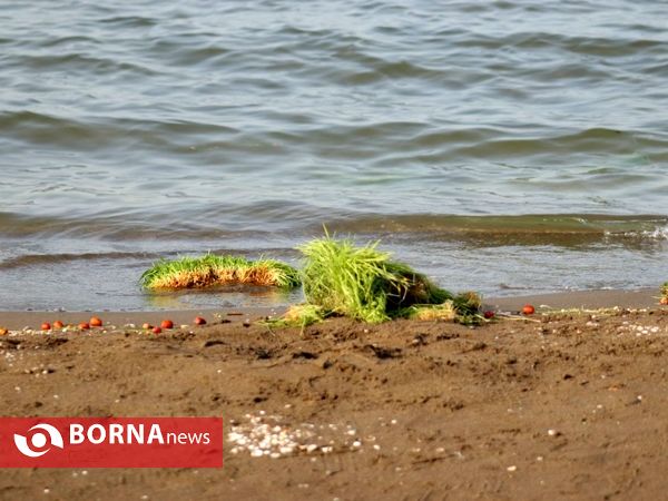 روز طبیعت در بندرانزلی