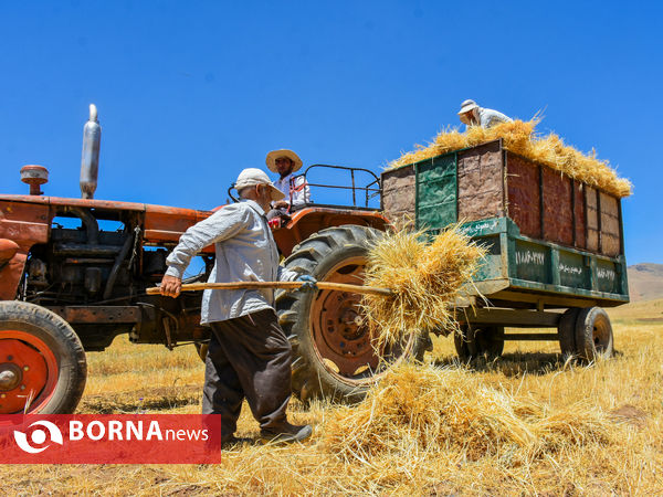 برداشت سنتی جو دیم