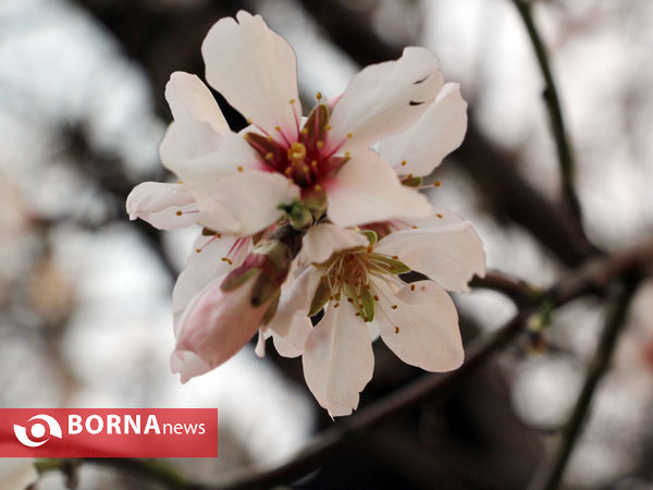 شکوفه های بهاری-شیراز