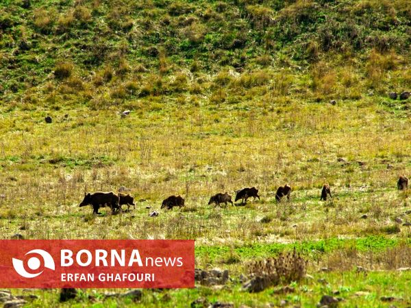 طبیعت زیبای شهرستان ساری