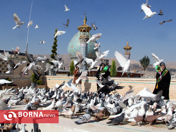 افتتاح کبوترخانه شاهچراغ(ع)