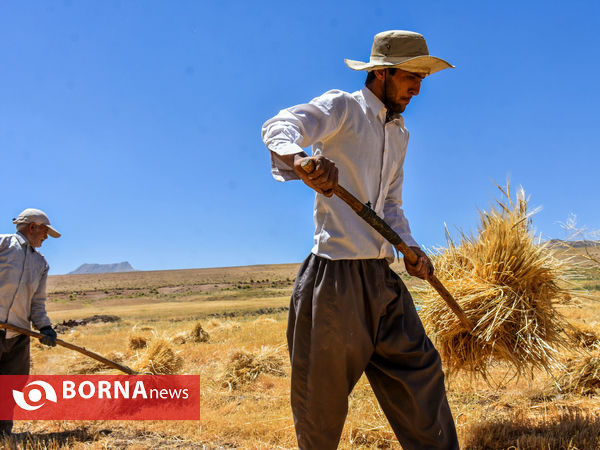 برداشت سنتی جو دیم