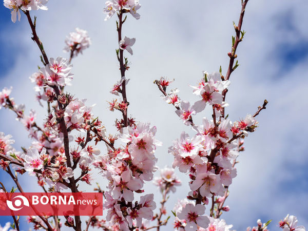 شکوفه های بهاری