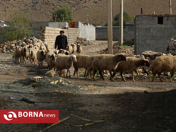 بازدید رییس جمعیت هلال احمر از مناطق زلزله زده کرمانشاه