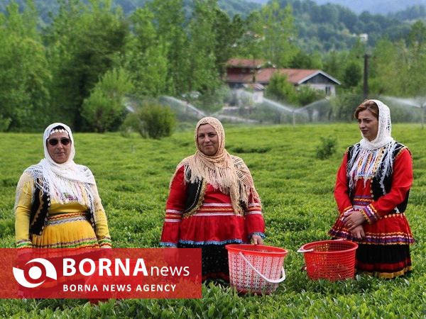 آغاز برداشت برگ سبز چای در گیلان