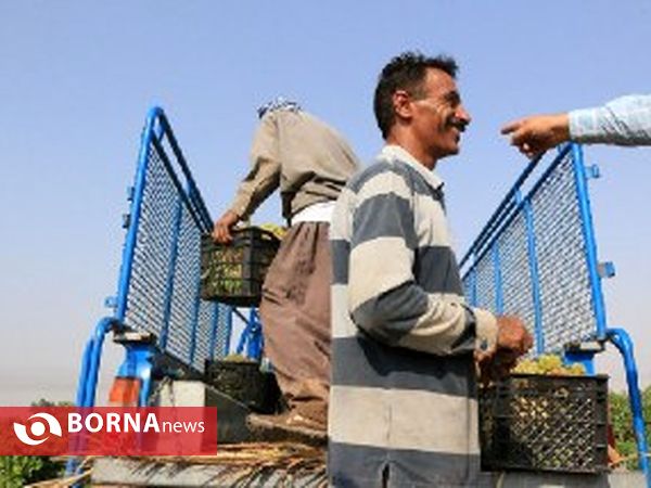 برداشت انگور در روستای غزاویه شهرستان کارون