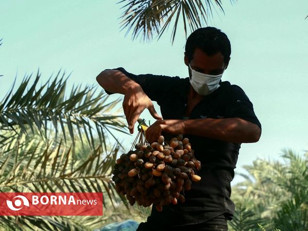 برداشت خارک و رطب روستای امام حسن(ع)