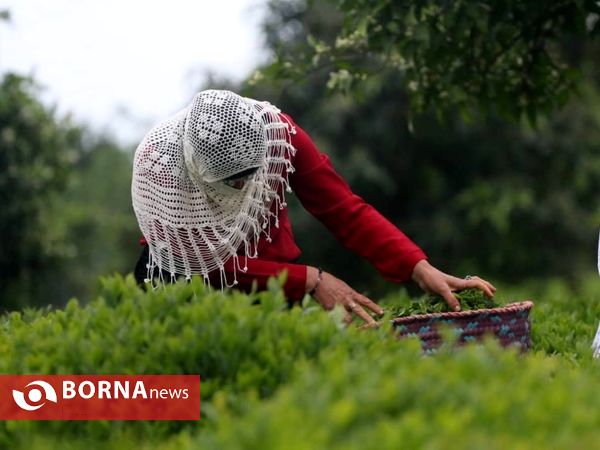 برداشت نخستین برگ چای در سال ۱۴۰۰