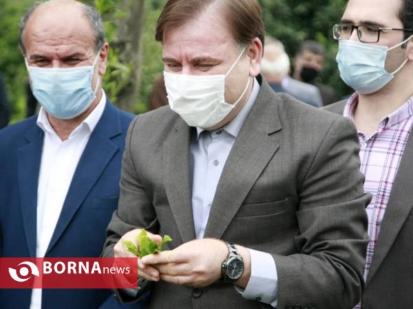 برداشت نخستین برگ چای در سال ۱۴۰۰