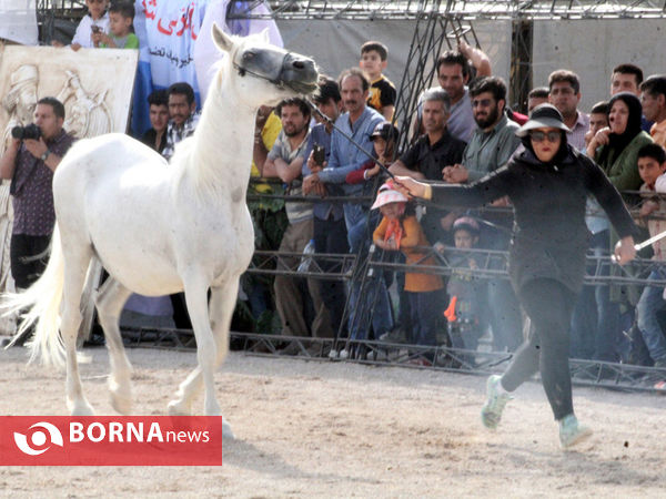 جشنواره بین المللی زیبایی اسب اصیل ایرانی در شیراز