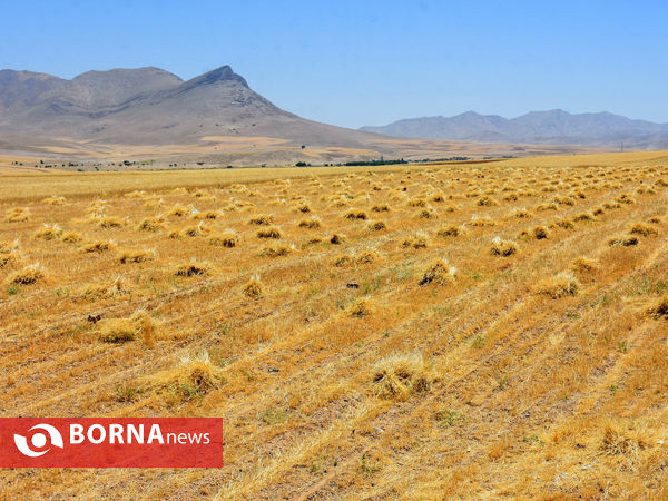 برداشت سنتی جو دیم