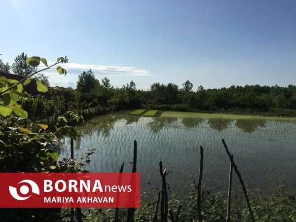 پسیخان رشت جاذبه طبیعی و گردشگری استان گیلان