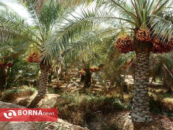 برداشت خارک و رطب روستای امام حسن(ع)