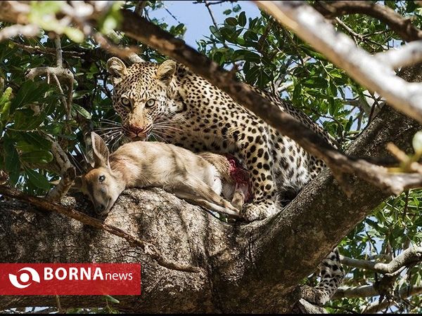 تصاویر منتخب مسابقه نشنال جئوگرافیک ۲۰۱۶