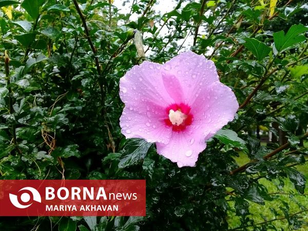 اولین بارش باران پاییزی در رشت _ مهرماه 1401
