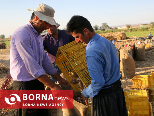تیمورلو، پایتخت سیر ایران