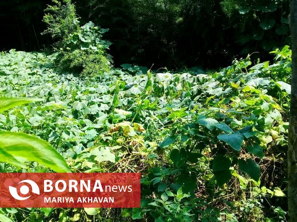 پاشاکی روستایی در شرق استان گیلان