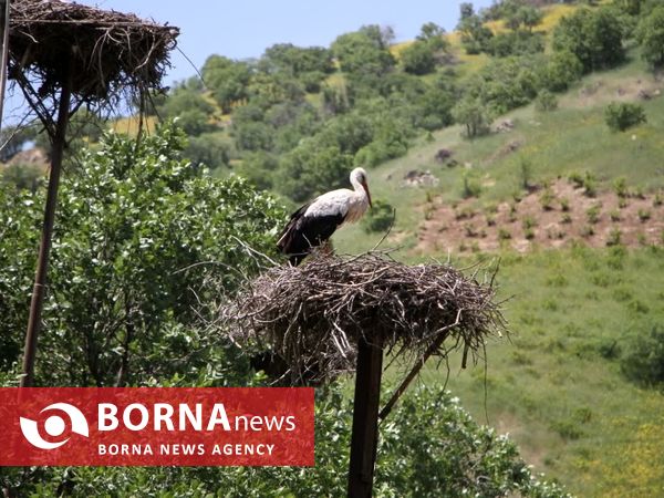 روستای دره تفی شهر لک لک‌ها در نگین کردستان 