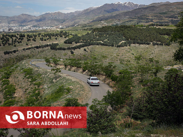 بازدید خبرنگاران از جنگلکاری های شمال شرق تهران 