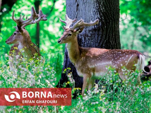 طبیعت زیبای شهرستان ساری