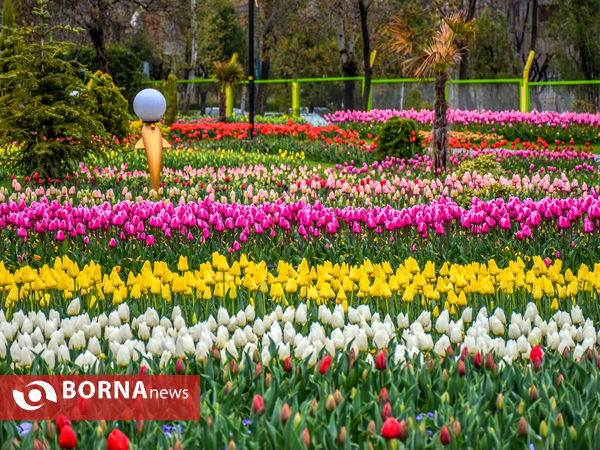 جشنواره گل‌های لاله