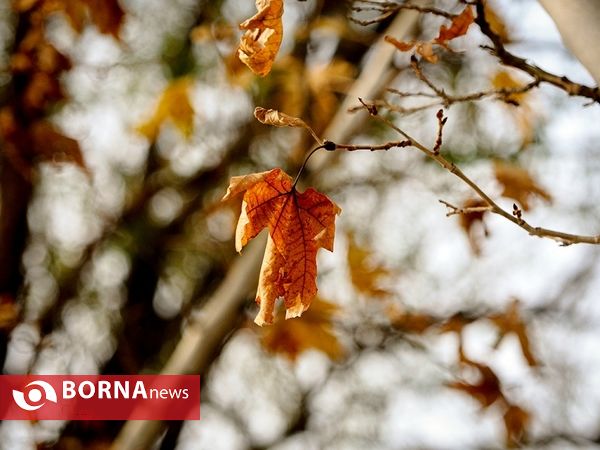آخرین لحظات پاییزی