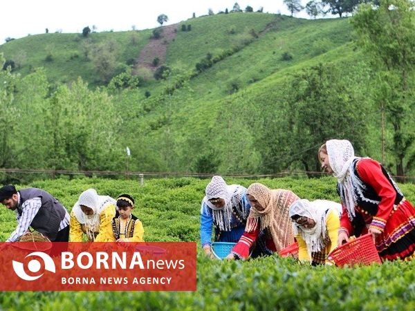 آغاز برداشت برگ سبز چای در گیلان