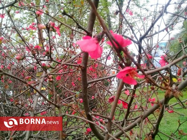شکوفه های بهاری _ رشت