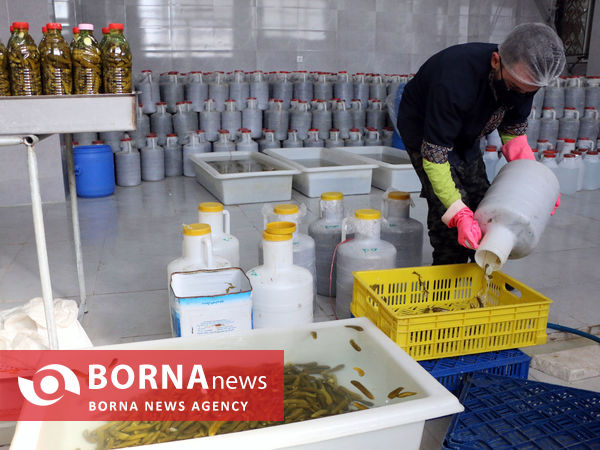 توانمندی های بخش کشاورزی شهرستان شبستر