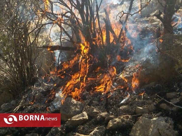 آتش سوزی در جنگل های پاسارگاد