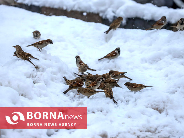 بارش شدید برف در اراک