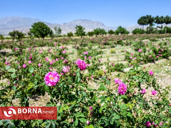 برداشت گل محمدی در دلیجان