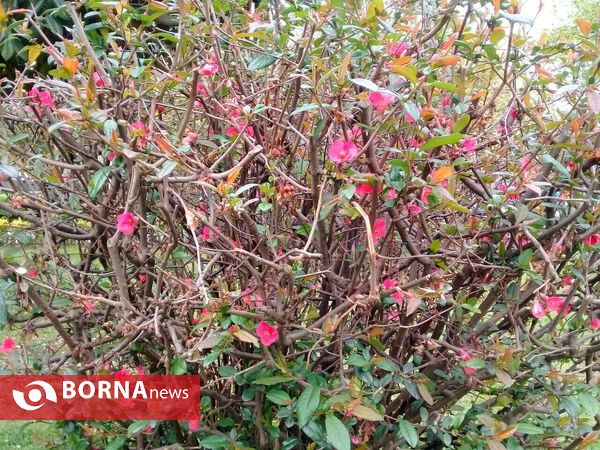 شکوفه های بهاری _ رشت