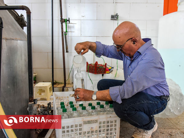 برداشت گل محمدی در شهر ساروق