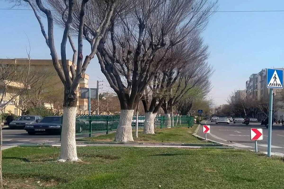 حفظ فضای سبز دارالمومنین تهران با باندینگ بیش از 2 هزار درخت 