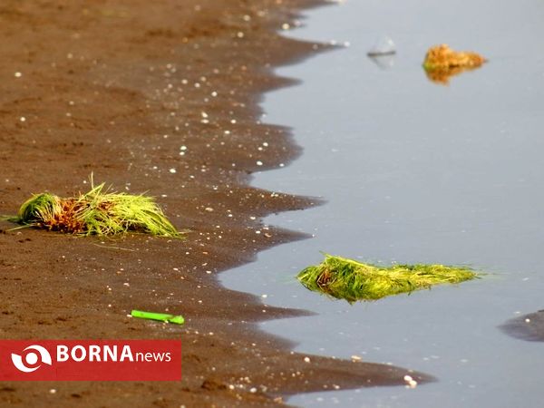 روز طبیعت در بندرانزلی