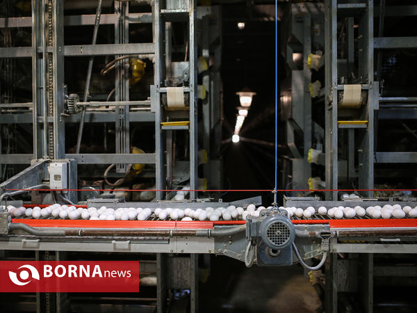 افتتاح پروژه زنجیره پرورش مرغ تخم گذار شرکت کشت و صنعت رها مرغ تهران