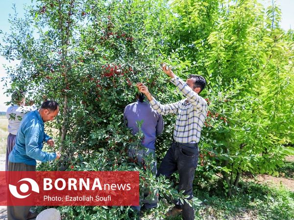 جشنواره آلبالو و گیلاس در دهستان اناج