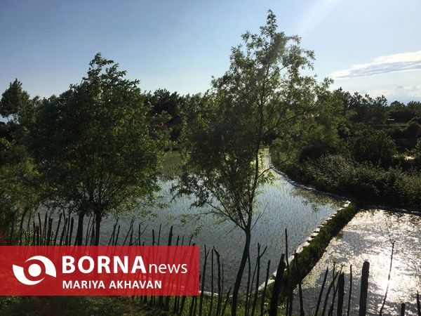 پسیخان رشت جاذبه طبیعی و گردشگری استان گیلان