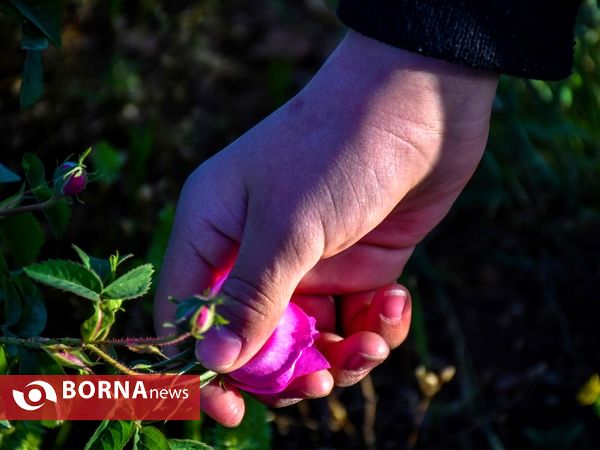 برداشت گل محمدی در دلیجان