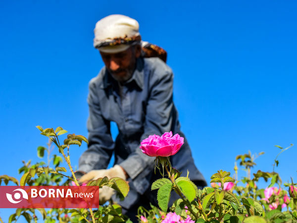 برداشت گل محمدی در شهر ساروق