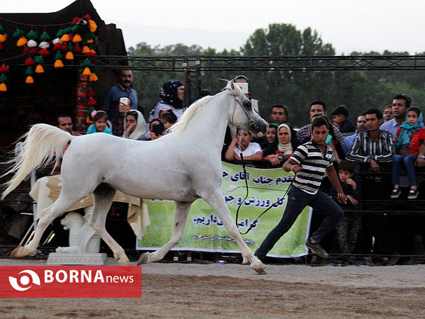 جشنواره بین المللی زیبایی اسب اصیل ایرانی در شیراز